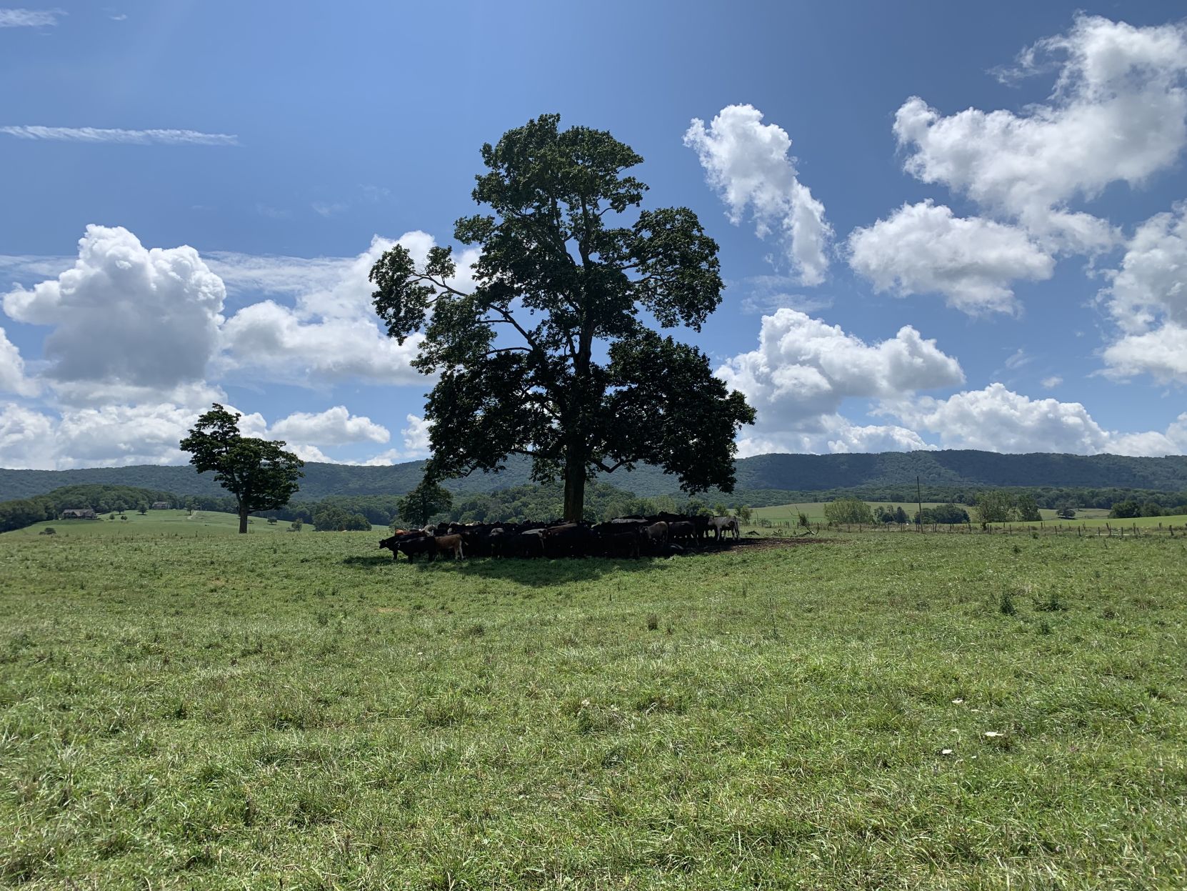 FARM4 burke's garden .jpg